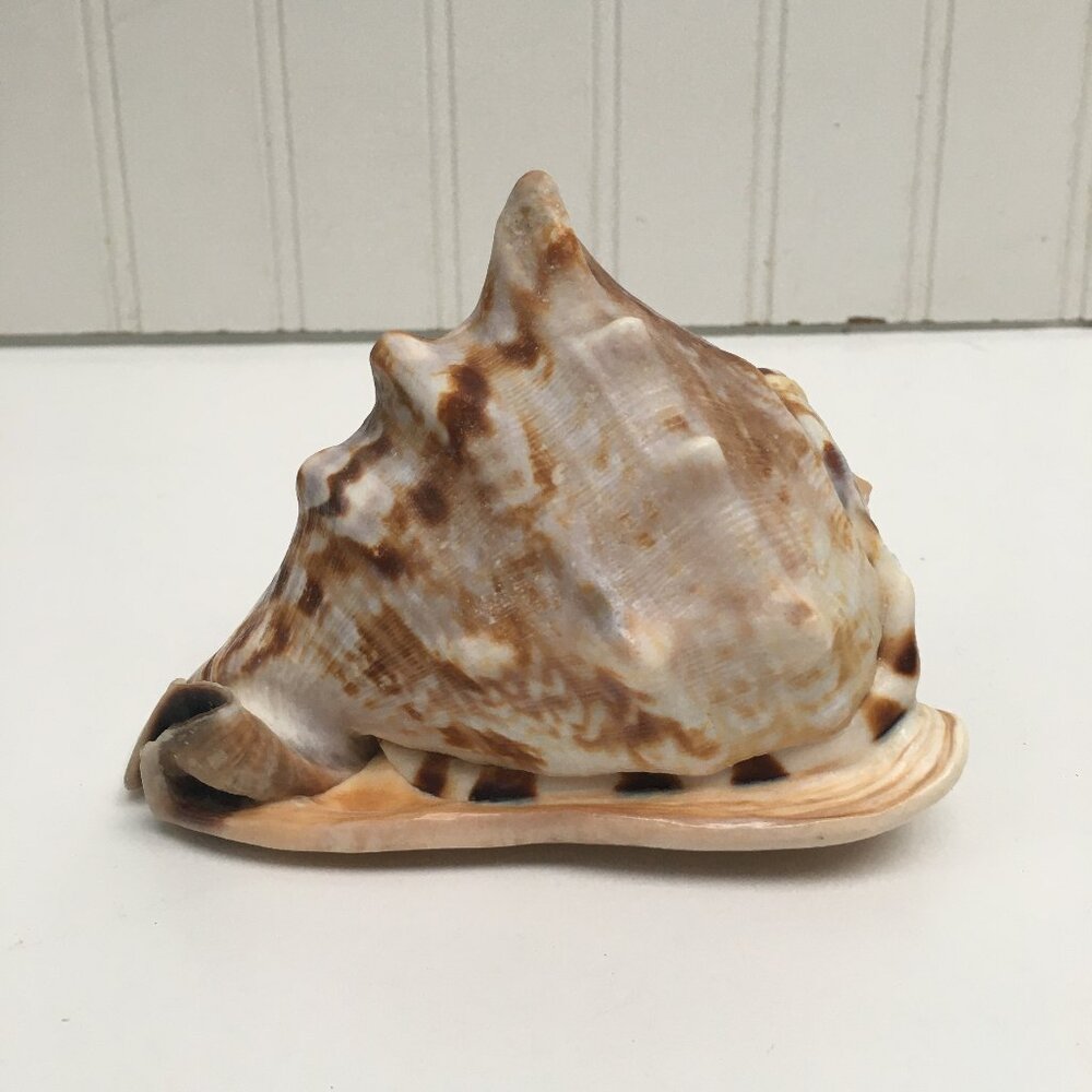 Horned Helmet Conch Shell Tiger Stripped Nautical Beach Decor